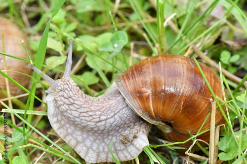 snails  walking on the grass