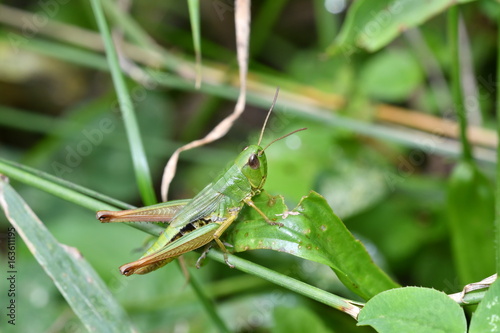 grasshoppers bug insects on the grass