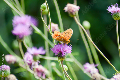 Orange butterfly posed on mauve flowers © Demande Philippe