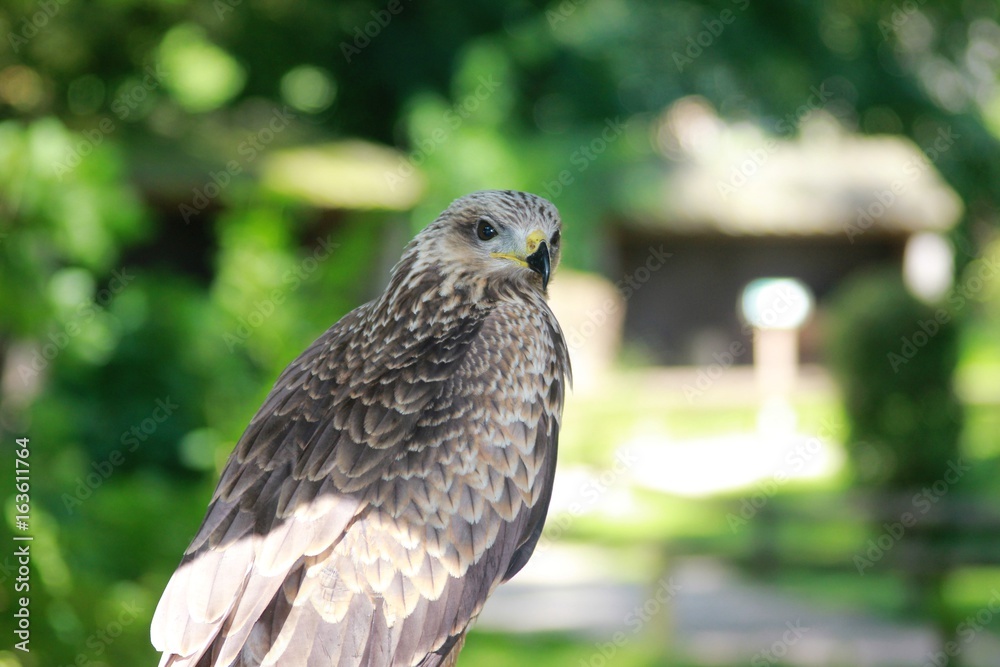 Fototapeta premium Close-up of a hawk's face