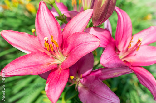 Pink lily