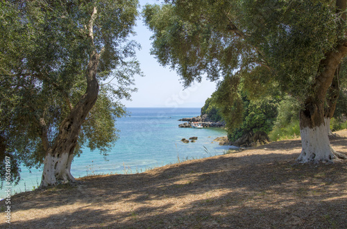 Olive tree - Greece - Lichnos Beach - Parga