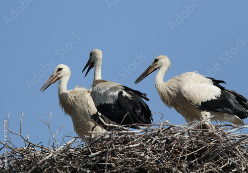 Young white stork in nest, ciconia ciconia 