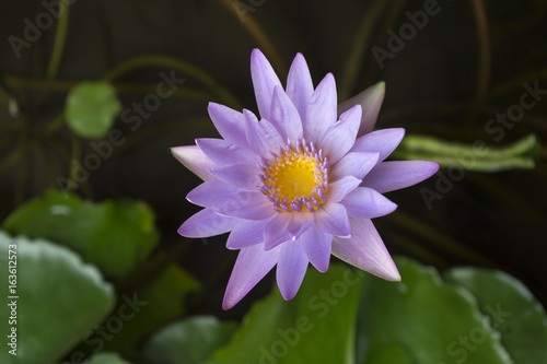 A beautiful purple lotus