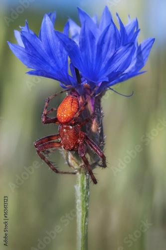 Strawberry Spider or Orange Wheelweaving Spider - Araneus alsine - male