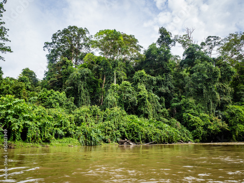 Dense Virgin Rainforest as seen fron boat on Temburong River, Ulu Temburong National Park, Brunei