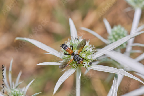 Small Colorful Fly Eating From Wild Spiky Flower Macro