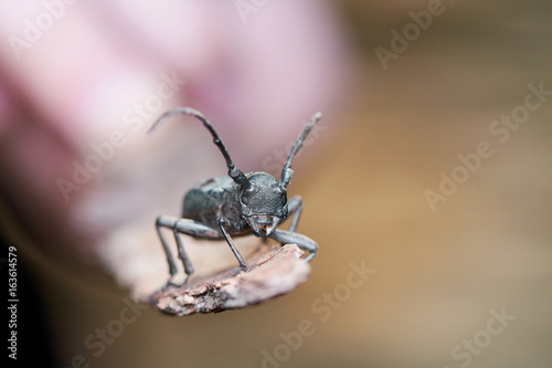 Big Grey Beetle With Black Dots At The Back Macro Shot In Forest © IM_VISUALS