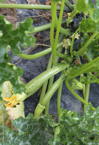 fresh green zucchini in the vegetable garden