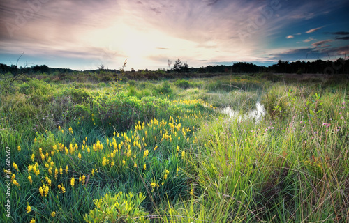 sunrise on wild swamp with bog asphodel bloom