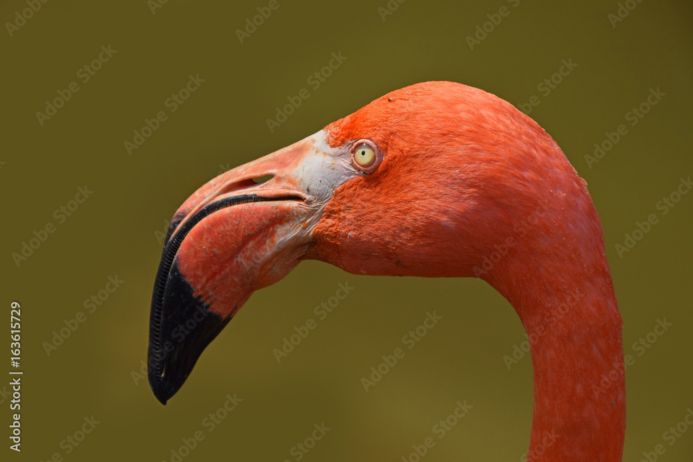 Naklejka premium Close up side profile portrait of pink flamingo