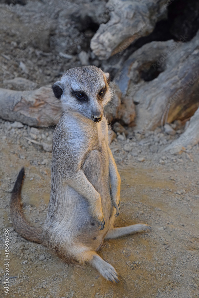 Close up portrait of meerkat looking at camera Close up portrait of meerkat looking at camera
