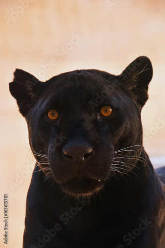 Close up portrait of black jaguar (Panthera onca)