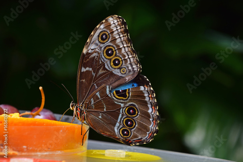 Close up of tropical butterfly eating fruits