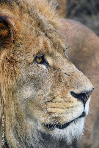 Close up side portrait of male African lion