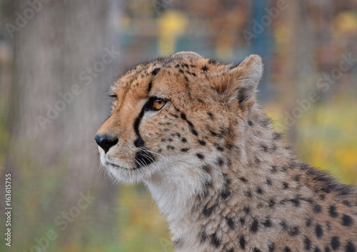 Close up side profile portrait of cheetah