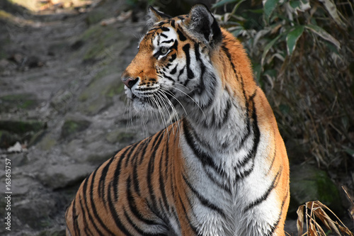 Close up side portrait of Siberian Amur tiger