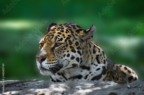 Close up side portrait of jaguar