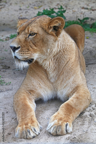 Close up side portrait of female African lioness
