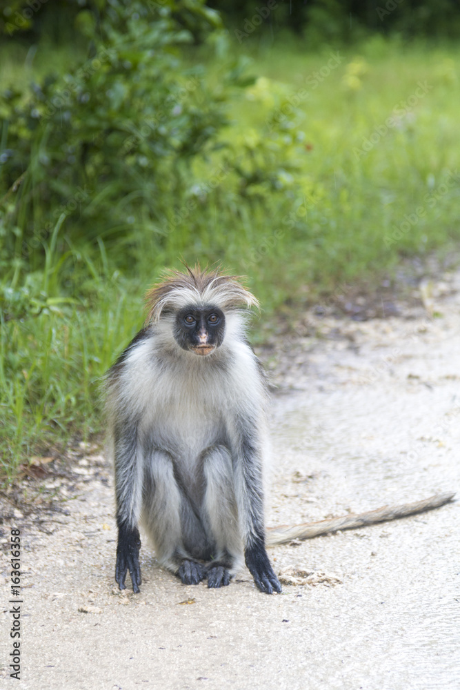 Fototapeta premium Red Colobus Monkey in Zanzibar, Tanzania