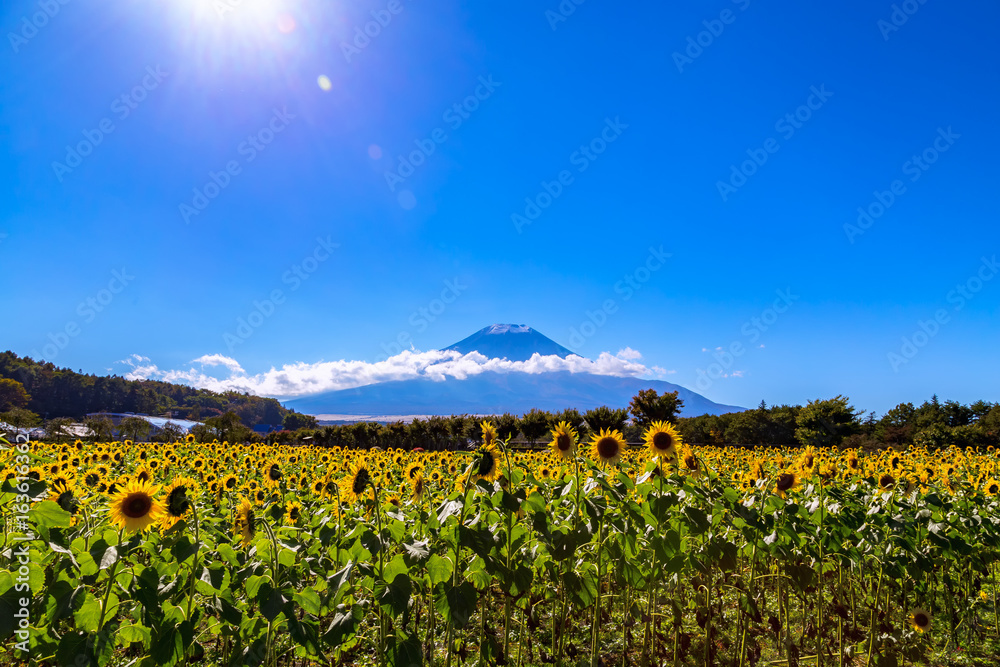 The Mount Fuji of the first snowcap and sunflower