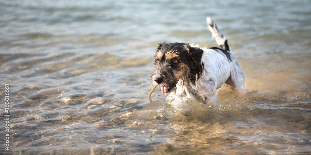 Hund steht im klaren Wasser - Reinrassiger Jack Russell Terrier 2 Jahre alt - tricolor und rauhaarig Hund steht im klaren Wasser - Reinrassiger Jack Russell Terrier 2 Jahre alt - tricolor und rauhaarig