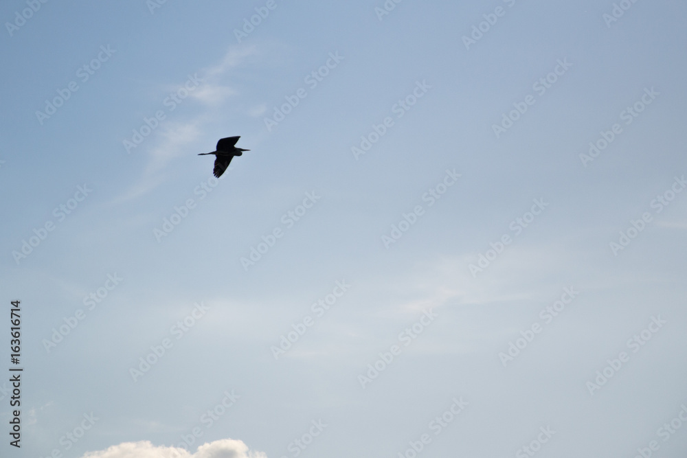Bird fly with sky background. Bird fly with sky background.
