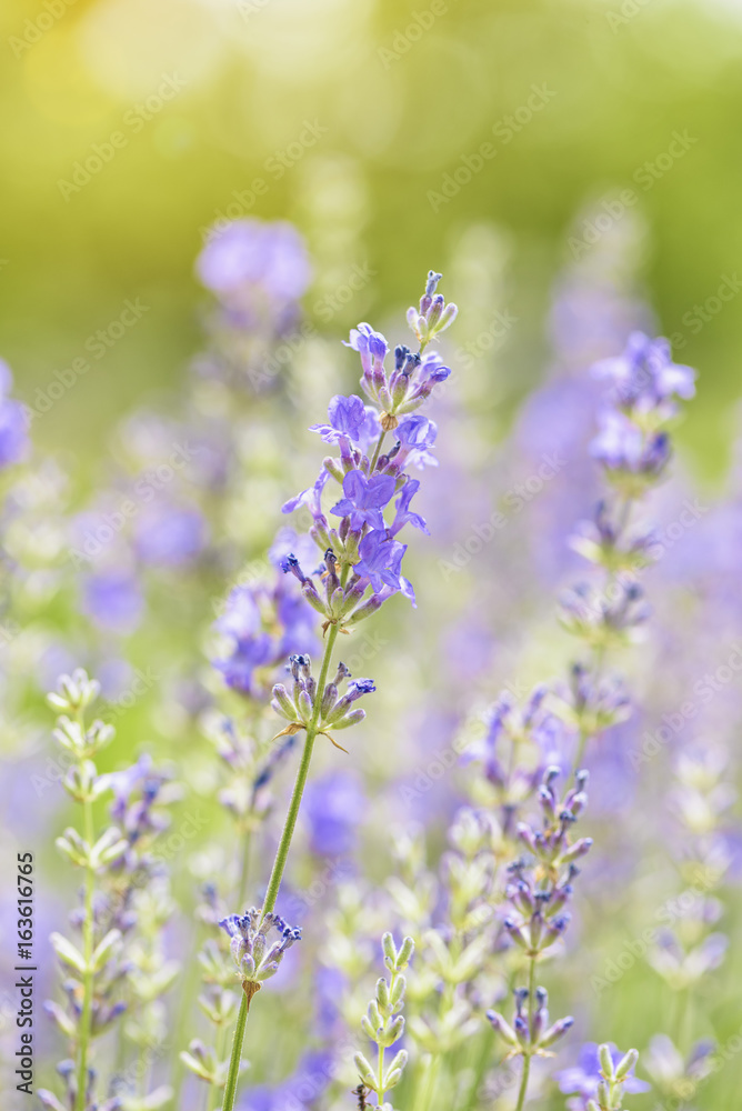Lavender flower blooming scented field close up. Bright natural background with sunny reflection. Lavender flower blooming scented field close up. Bright natural background with sunny reflection.