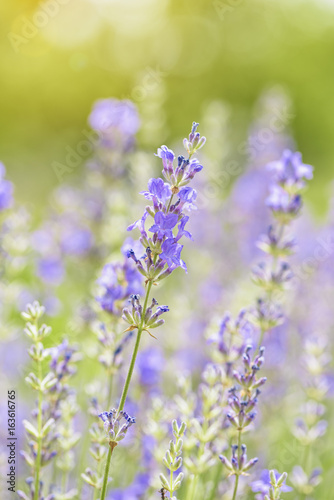 Lavender flower blooming scented field close up. Bright natural background with sunny reflection. 