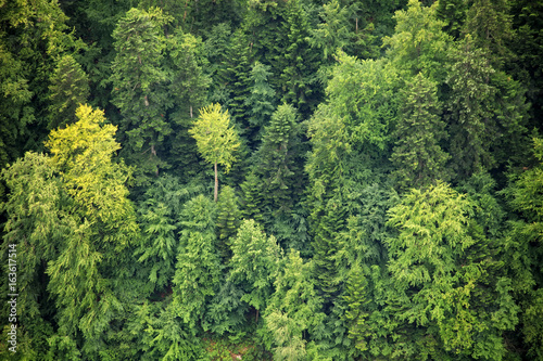 Aerial view of the forest in Poland, Pieniny.