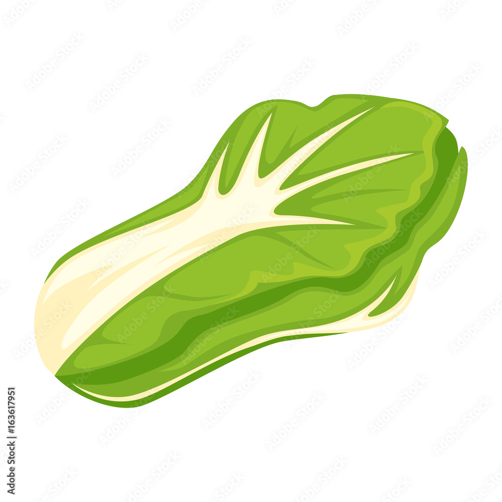 Head of fresh cabbage Head of fresh cabbage