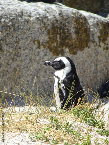 Cape peninsula penguins  South Africa