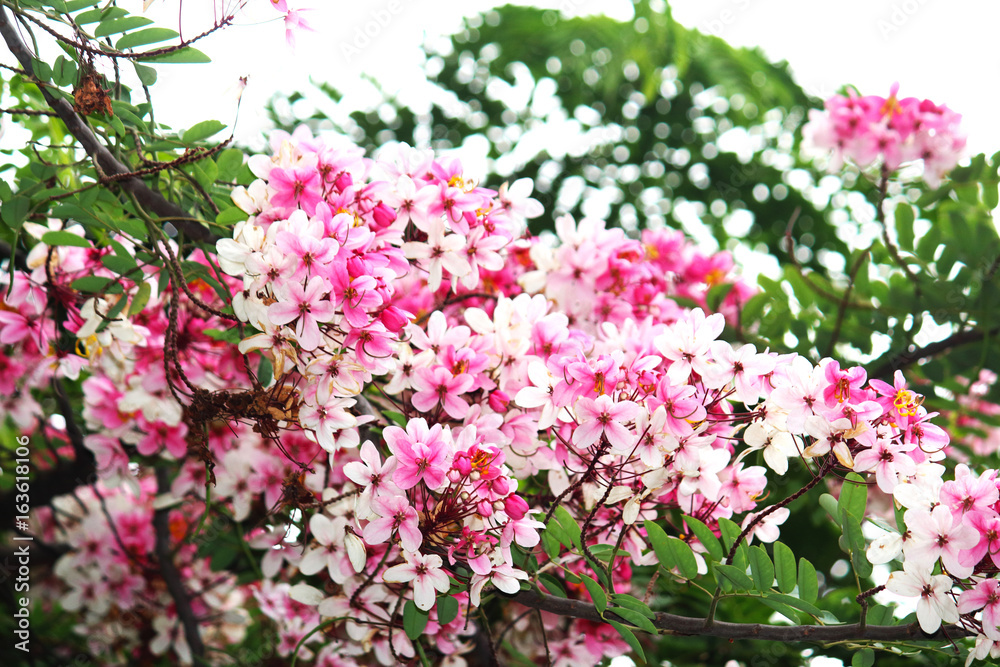 Pink Flower Pink Flower