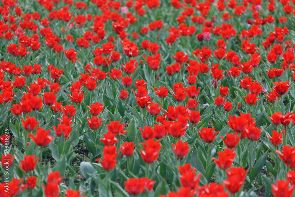 Field of tulips.
