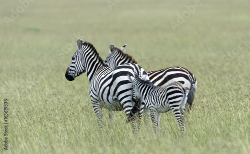 Baby zebra and parents in green field  bay with fluffy baby fur. Baby nudging mother from behind  backs to camera  Masai Mara  Kenya  Africa