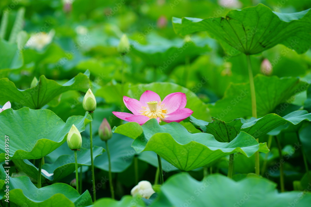 활짝 피어 있는 연 꽃 (View of a blooming lotus flower over leaves) 활짝 피어 있는 연 꽃 (View of a blooming lotus flower over leaves)