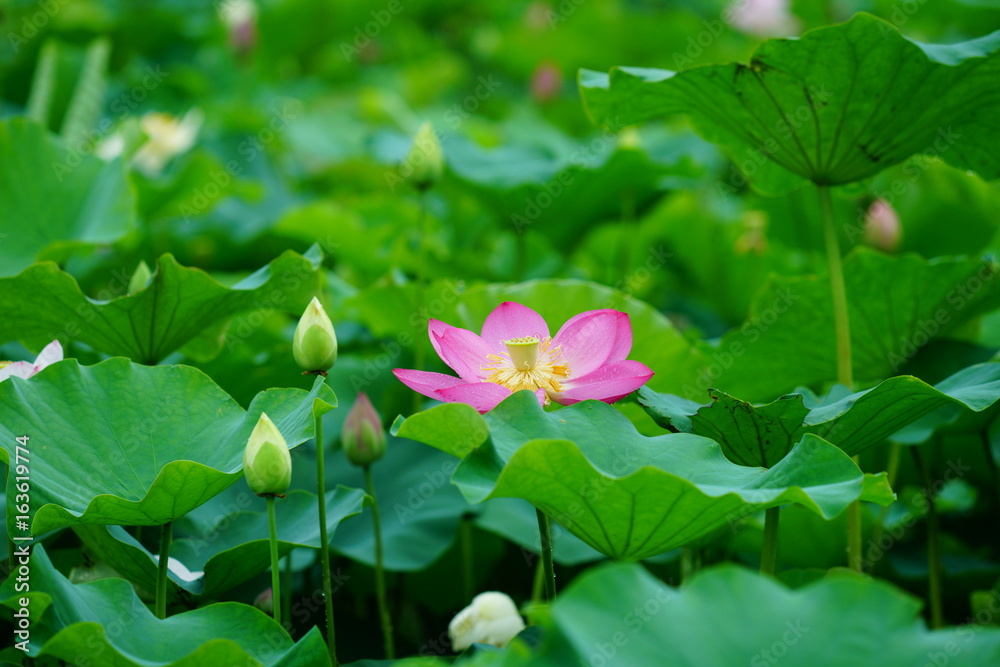 활짝 피어 있는 연 꽃 (View of a blooming lotus flower over leaves) 활짝 피어 있는 연 꽃 (View of a blooming lotus flower over leaves)