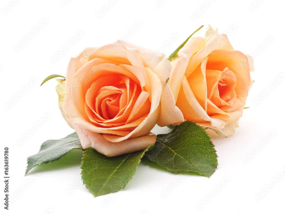 Fototapeta premium Pomarańczowe róże.