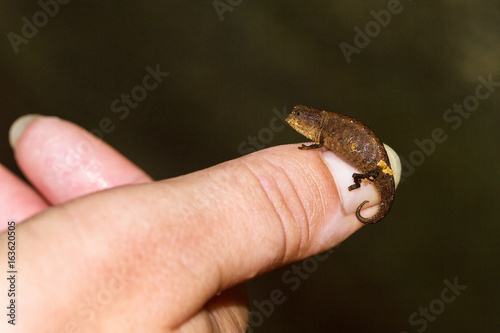 Tiny Chameleon (pres. Peyrieras pygmy chameleon, Brookesia peyrierasi) on the island of Nosy Mangabe, part of the Masoala National Park