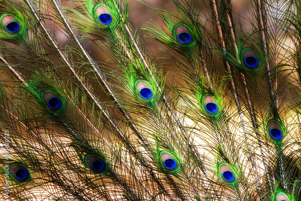 Obraz premium Beautiful vibrant Indian peafowl or blue peafowl (Pavo cristatus)