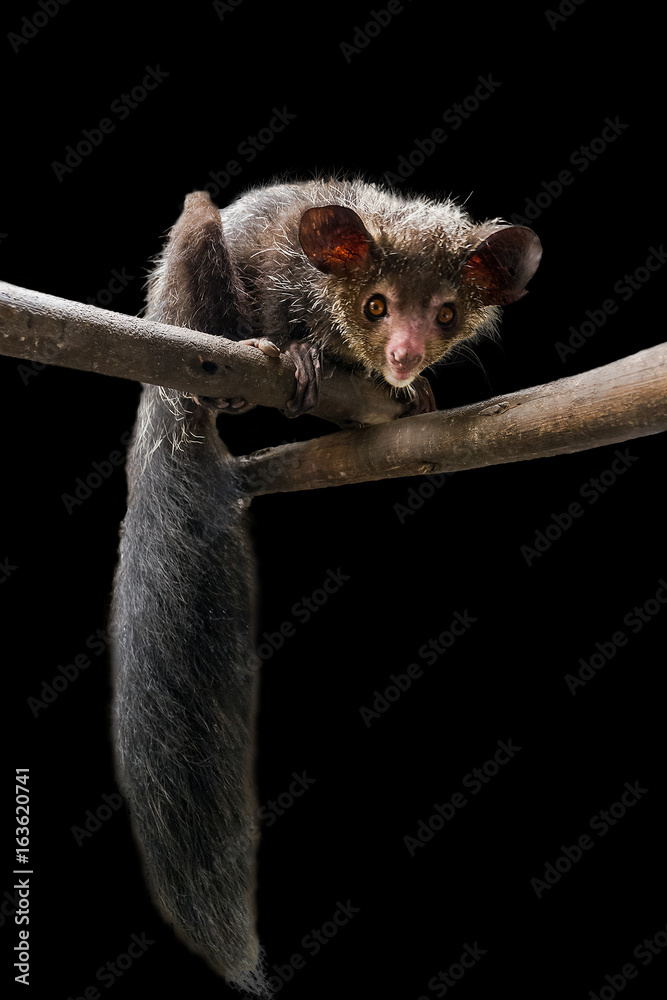 Naklejka premium Aye-aye (Daubentonia madagascariensis), piękny nocny lemur na Madagaskarze, odizolowany na czarnym tle