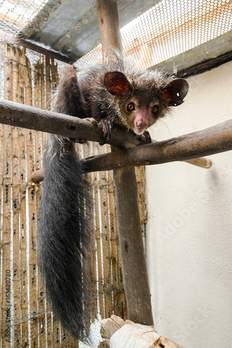 The aye-aye (Daubentonia madagascariensis), a beautiful nocturnal lemur in Madagascar photo