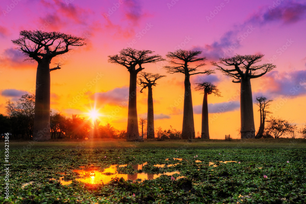 Obraz premium Piękne drzewa baobabu o zachodzie słońca przy alei baobabów na Madagaskarze