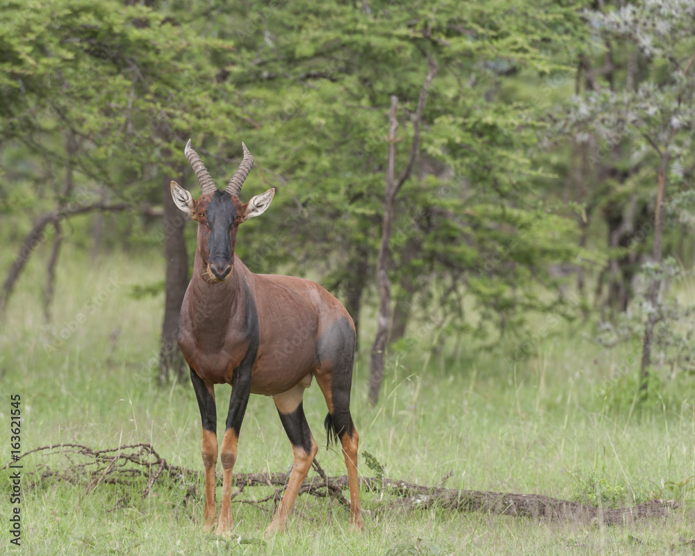 Tsessebe, (Damaliscus lunatus lunatus), antelope, looking at camera, standing in green grass with trees in back ground, Masai Mara, Kenya, Africa Tsessebe, (Damaliscus lunatus lunatus), antelope, looking at camera, standing in green grass with trees in back ground, Masai Mara, Kenya, Africa