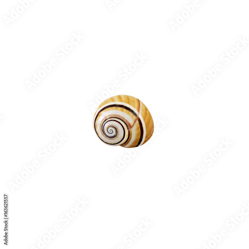 Beautiful sea shell,Fasciolaria tulipa, isolated on white background For posters, sites, business cards, postcards, interior design, labels and stickers.