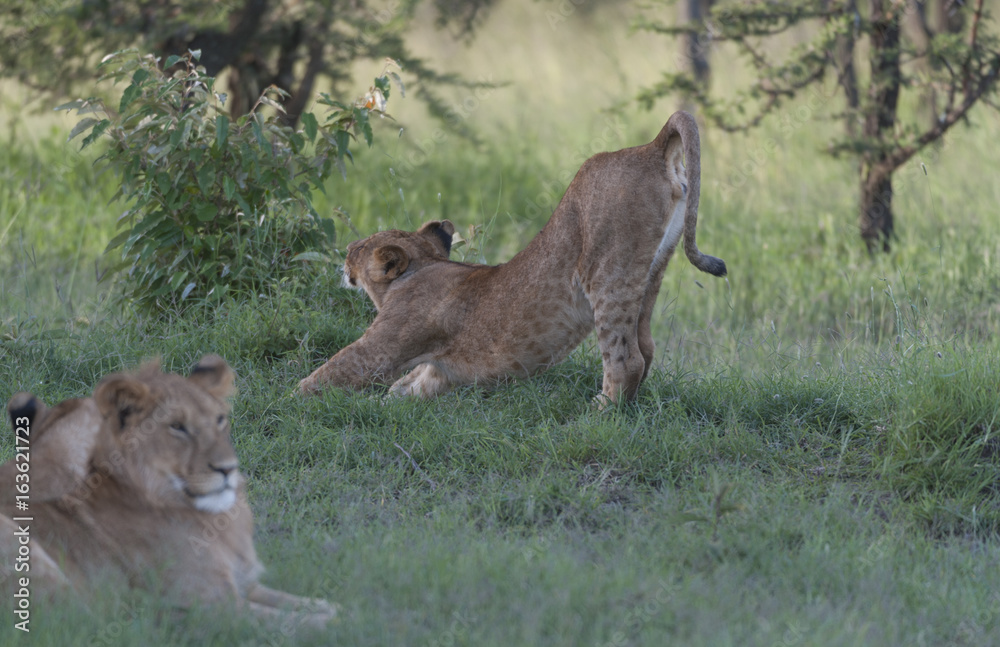 Lioness having a big stretch after sleeping in the sun, with lion in forefront and sitting in green grass. Masai Mara, Kenya, Africa Lioness having a big stretch after sleeping in the sun, with lion in forefront and sitting in green grass. Masai Mara, Kenya, Africa