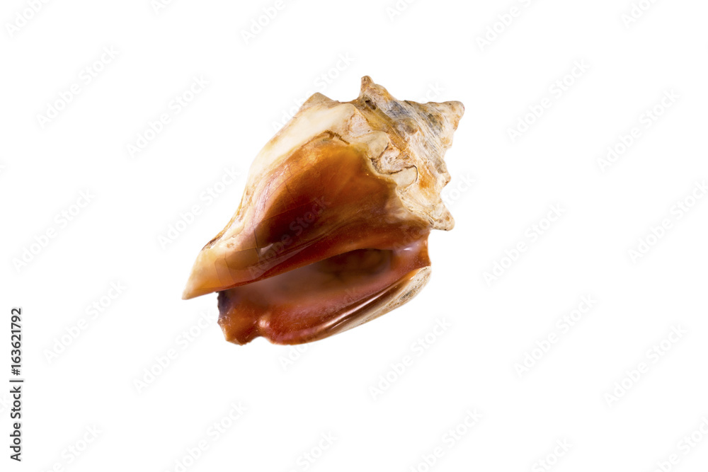 Beautiful sea shell,Strombus tricornis, isolated on white background Beautiful sea shell,Strombus tricornis, isolated on white background