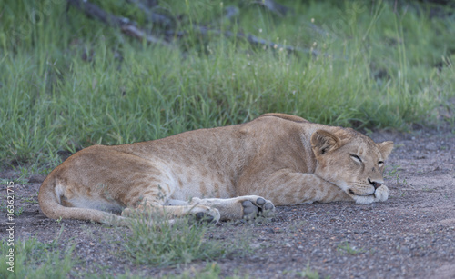 Lioness sleeping on rock  facing right  in green grass  Masai Mara  Kenya  Africa