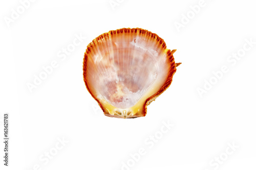 Beautiful sea shell,Spondylus I Tericus, isolated on white background For posters, sites, business cards, postcards, interior design, labels and stickers.