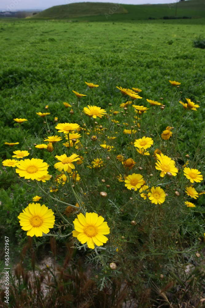 Background of wild flowers growing in Israel

